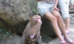 猴子夫妇爆料视频大全,揭秘幕后真相与趣味瞬间